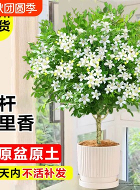 独杆九里香盆栽室内四季花卉茉莉花苗阳台庭院驱蚊植物