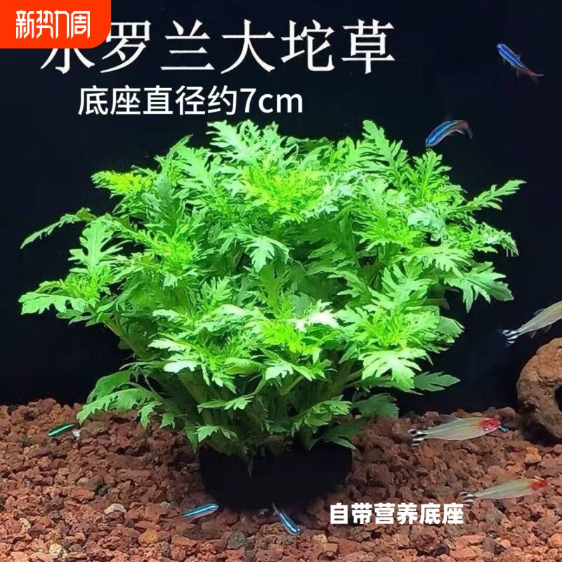 水罗兰坨草鱼缸造景水草绿植阴性后景净水增氧水草新手懒人好养活