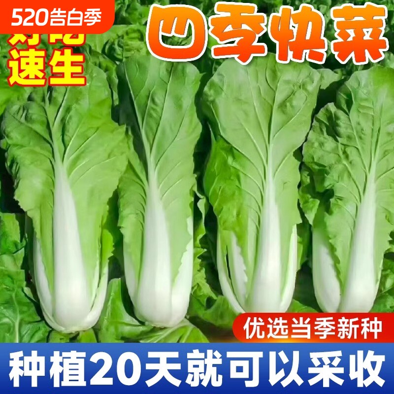 奶油快菜种籽种子紫小白菜四季耐寒速生阳台盆栽蔬菜种籽孑子大全