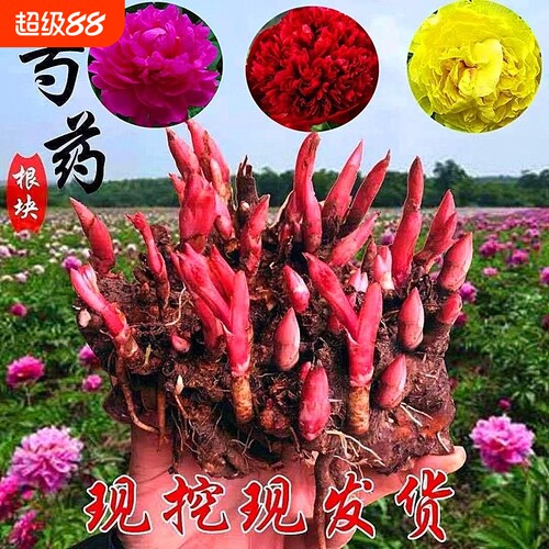 芍药花苗重瓣带芽大苗鲜花四季开花卉阳台庭院牡丹花种根盆栽植物