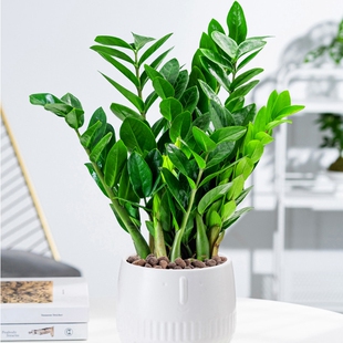 金钱树盆栽植物室内花卉客厅四季常青好养绿植大摇钱串子小发财树