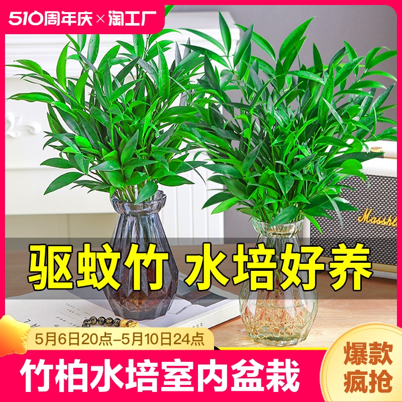 驱蚊竹柏水培植物室内盆栽绿植办公室桌面水养花卉四季常青好养活