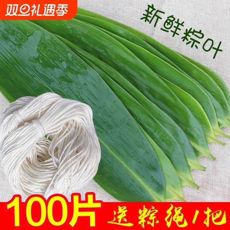 粽叶新鲜粽子叶大号包粽子专用大宽叶粽子叶子真空包粽子的叶子