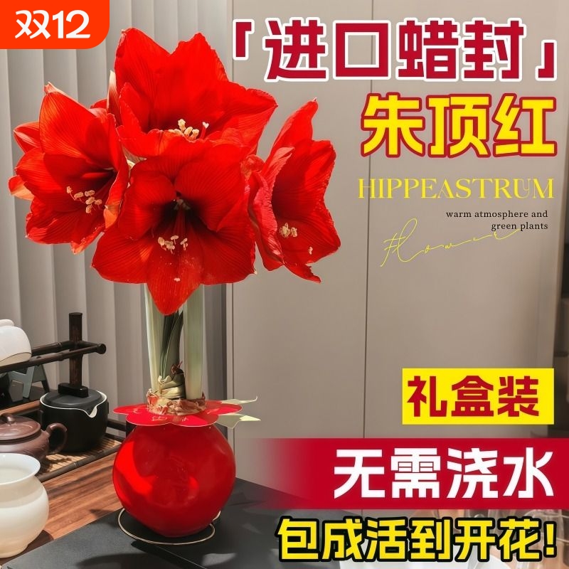 朱顶红蜡封种球阿弗雷特大重瓣进口花卉室内秘鲁球根大球黑天鹅