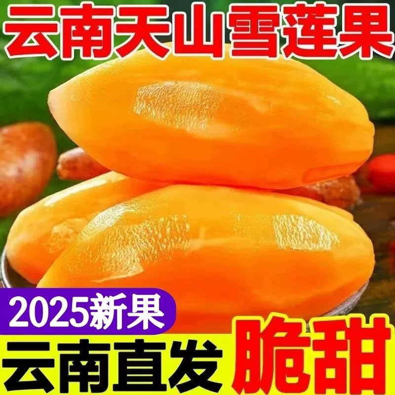 正宗云南天山脆甜雪莲果送削皮刀新鲜现挖当季黄心红泥地雪莲果