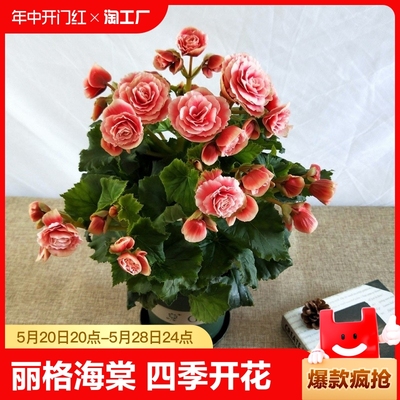 丽格海棠花盆栽室内四季开好养草本植物重瓣带花发货包邮花期庭院