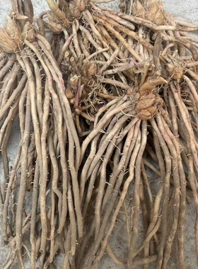 正宗芦笋苗优质绿色芦笋根新鲜现挖多年生蔬菜苗四季种植阳台庭院