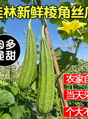 广西农家自种现摘嫩丝瓜当季新鲜蔬菜八角棱角露天丝瓜水瓜脆清甜