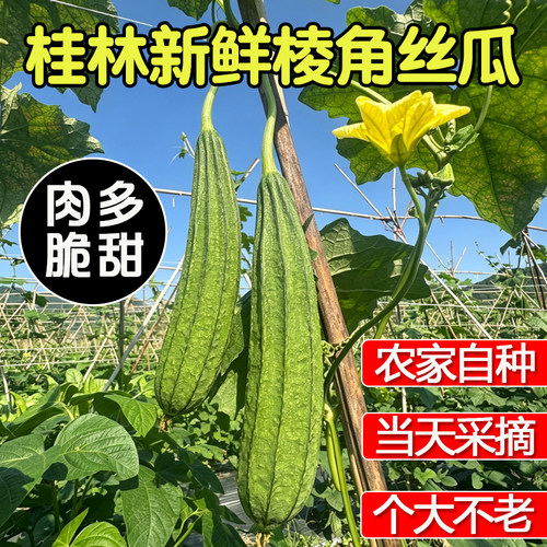 广西农家自种现摘嫩丝瓜当季新鲜蔬菜八角棱角露天水瓜脆白玉桂林
