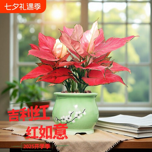 吉利红如意常绿净化空气绿植