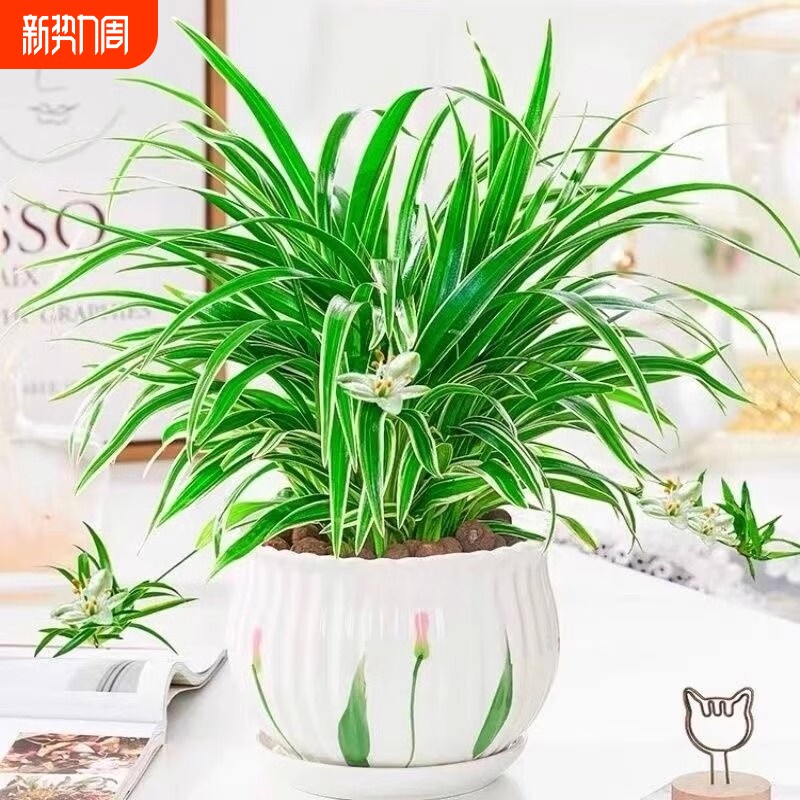 金边吊兰盆栽花卉植物室内阳台净化空气小绿植水培办公桌耐阴庭院