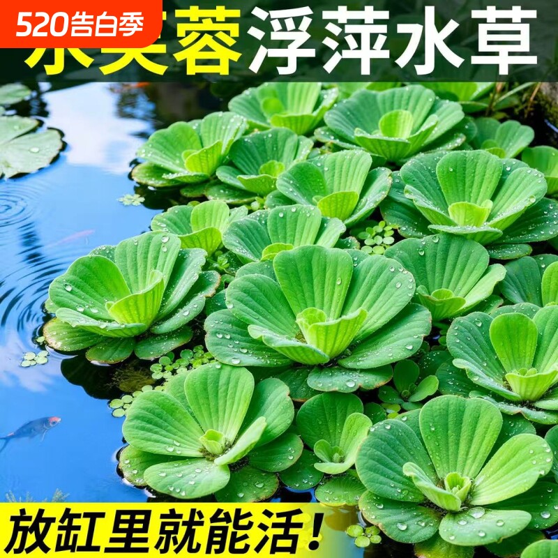 芙蓉莲水芙蓉水培水生植物大藻水莲水草浮萍净化水质缸造景净水