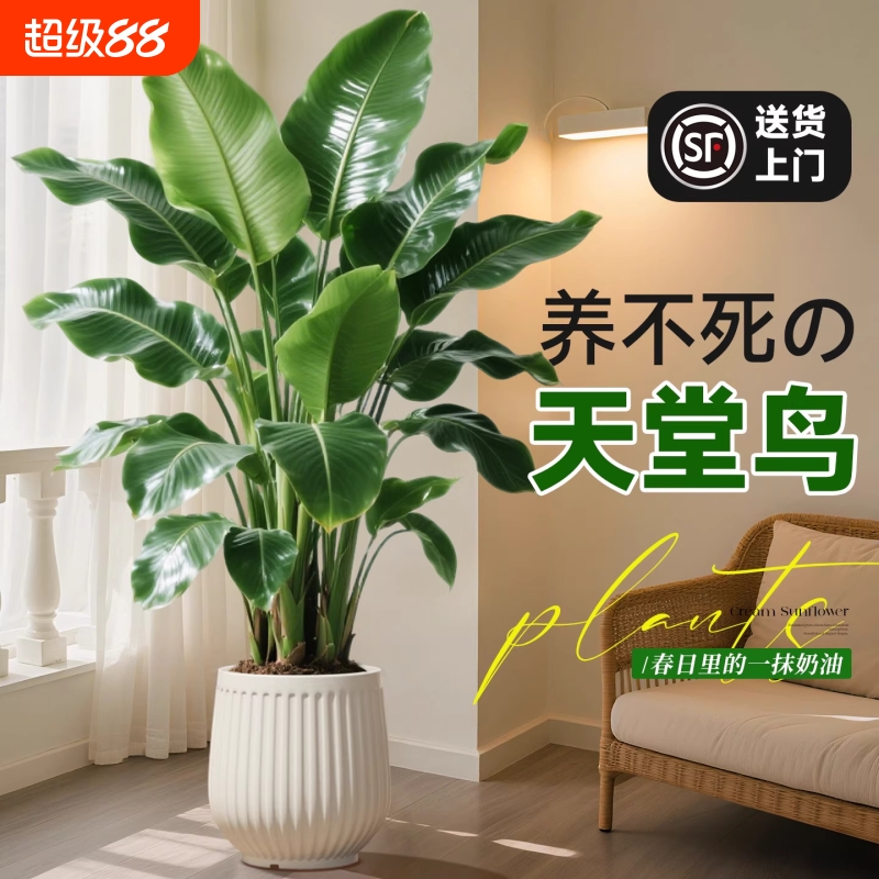 天堂鸟绿植室内办公室客厅大型植物盆栽高级感落地大号好养真花