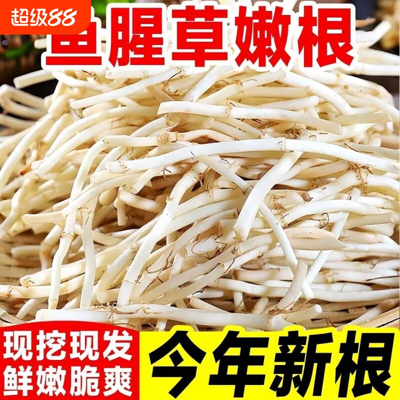 农家自种鱼腥草折耳根新鲜现挖猪鼻孔节儿根土特产蔬菜拌香菜即食
