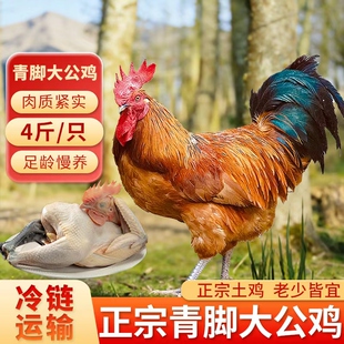精选农家散养黑脚公鸡整鸡新鲜冷冻土鸡草鸡柴鸡炒鸡煲汤食材年货