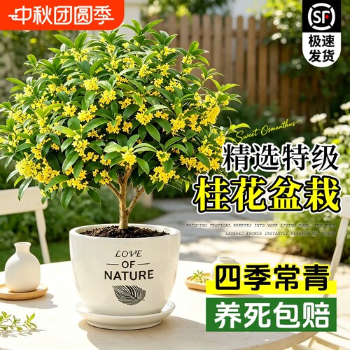 桂花树苗盆栽四季桂开花不断可食用室内客厅阳台浓香型花卉植物