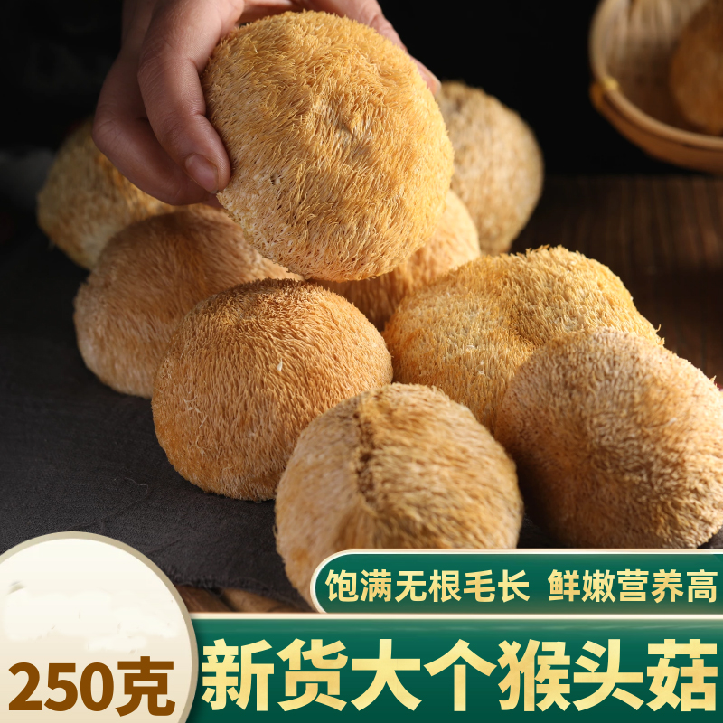新货猴头菇农家自产猴头菌养胃食用菌汤250g土特产大个猴头菇干货