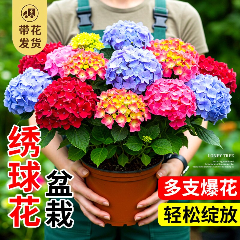 无尽夏绣球花苗盆栽带花苞四季开花卉绿植物老桩鲜花耐寒室内阳台图片