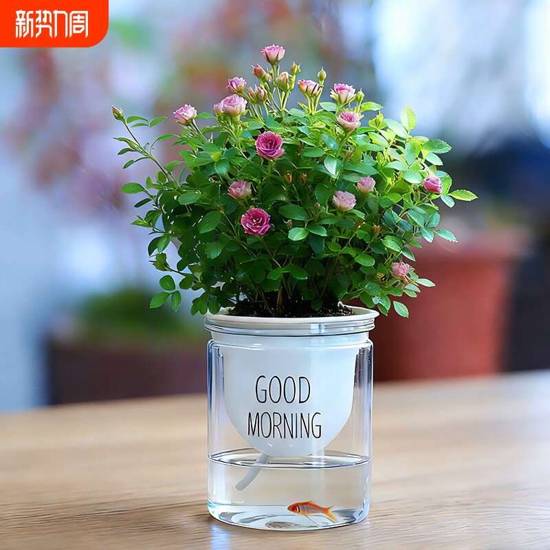 带花苞姬月季桌面水培好养花卉苔藓球鲜花绿植盆栽开花花期办公桌