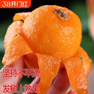 【顺丰/京东】福建特产礼盒装云霄枇杷果新鲜当季现摘止咳润化痰