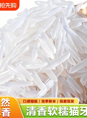 正宗猫牙米大米10KG长粒香米新米香米250g500g煲仔饭现磨试吃当季