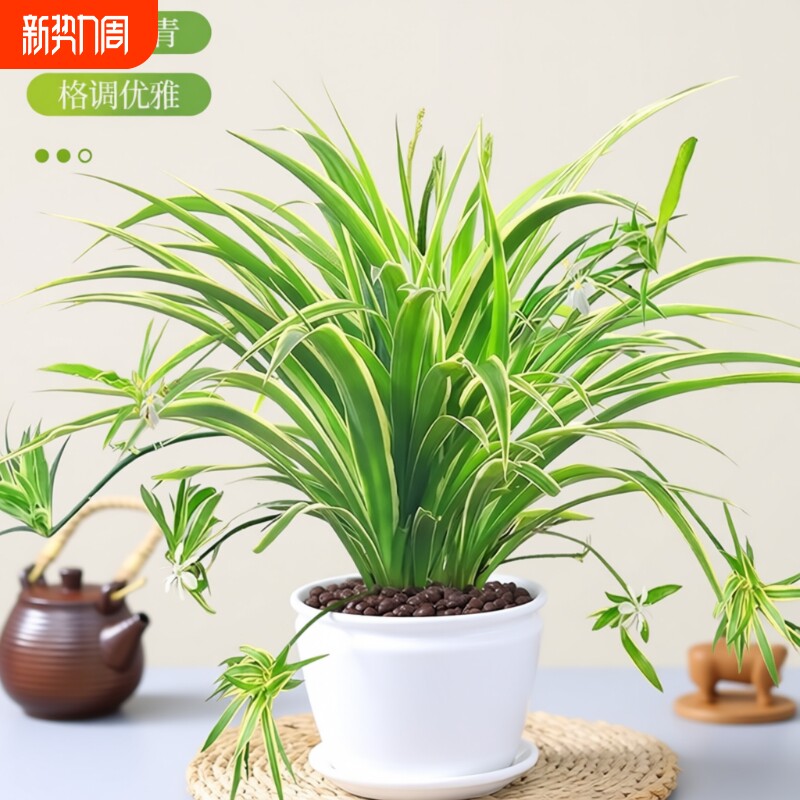 金边吊兰盆栽水培植物大盆吸甲醛办公室内好养花卉垂吊桌面绿植物