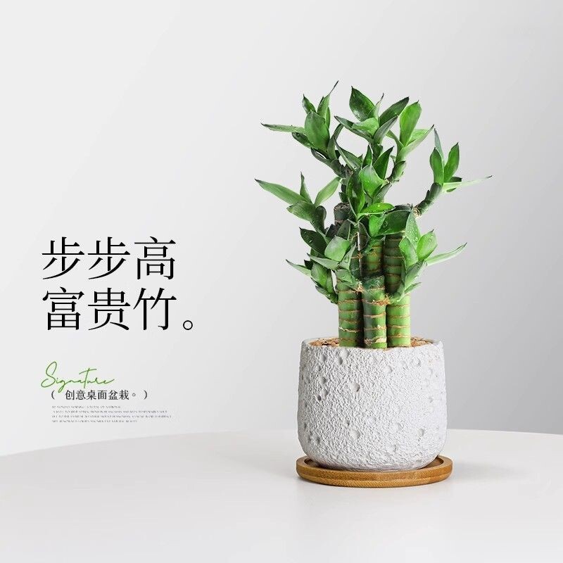 富贵竹步步高荷花竹文昌竹盆栽室内绿植客厅桌面高级感电视柜创意