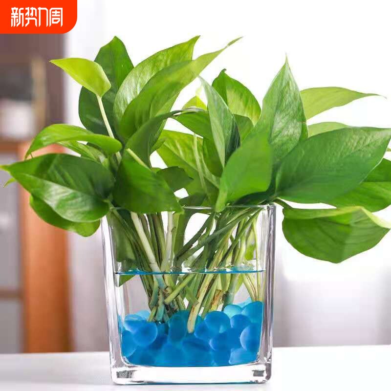 透明水养植物加厚玻璃方缸家用客厅花瓶桌面摆件简约玻璃水培花瓶