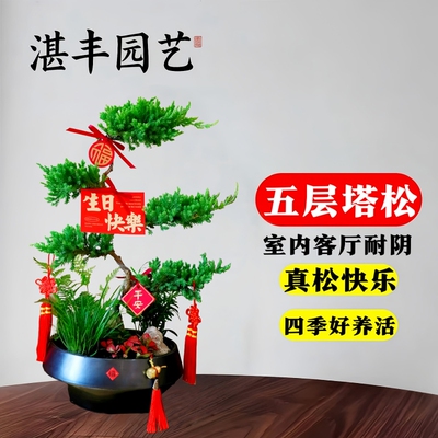 五层塔松盆栽室内绿植