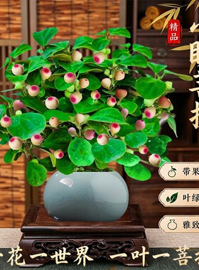 精品小盼菩提树盆栽带果办公室内禅意盆景水培四季好养花卉绿植物