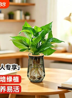 水培绿萝发财树水培懒人植物水养盆栽办公桌净化空气客厅袖珍桌面