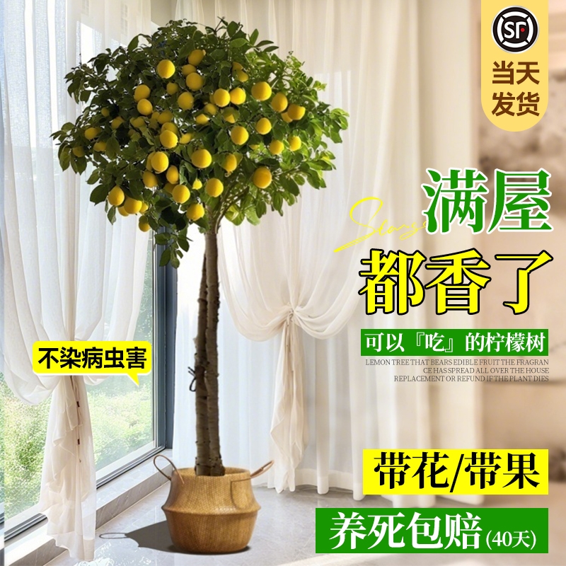 香水柠檬树盆栽大型绿植