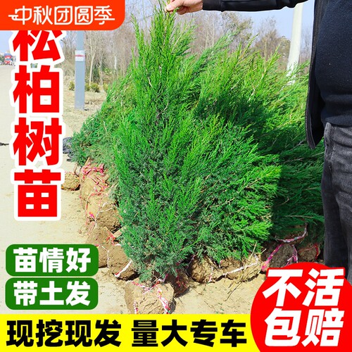 松柏树苗塔柏侧柏龙柏庭院行道风景大树园林工程绿化乔木四季常青