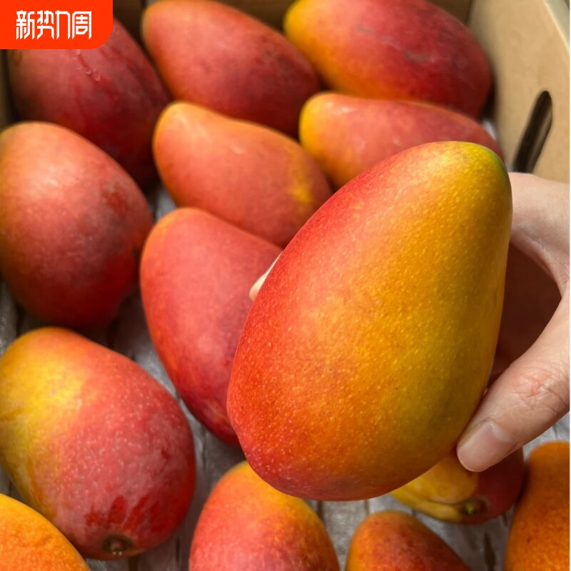 海南贵妃芒新鲜芒果彩虹芒现摘现发果肉饱满爆汁无丝香甜可口包邮
