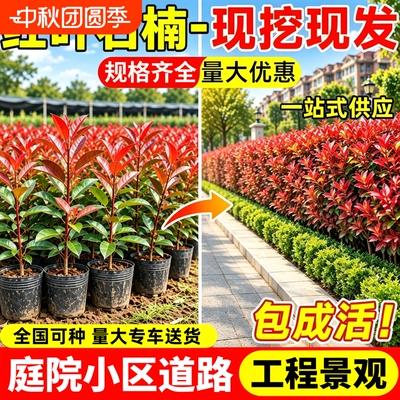 红叶石楠树苗小苗篱笆四季常青易活庭院造景工程绿化绿篱苗木植物