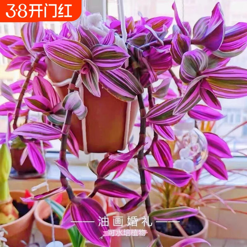 油画婚礼吊兰盆栽植物办公室绿植室内四季花卉含盆阳台美观组合