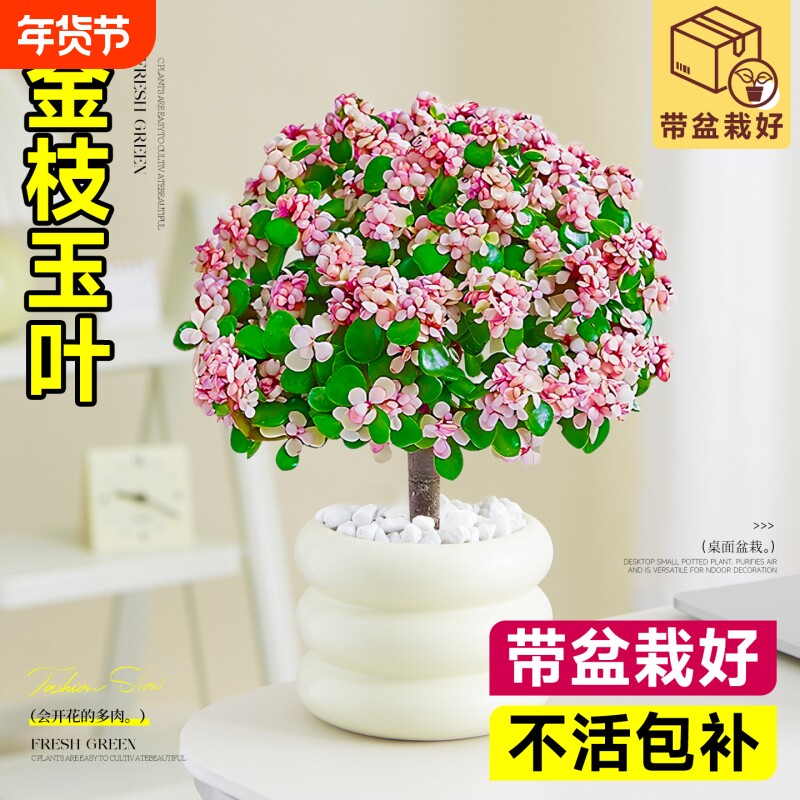 精品金枝玉叶多肉植物老桩招财小盆景办公室内花卉阳台带盆桌面