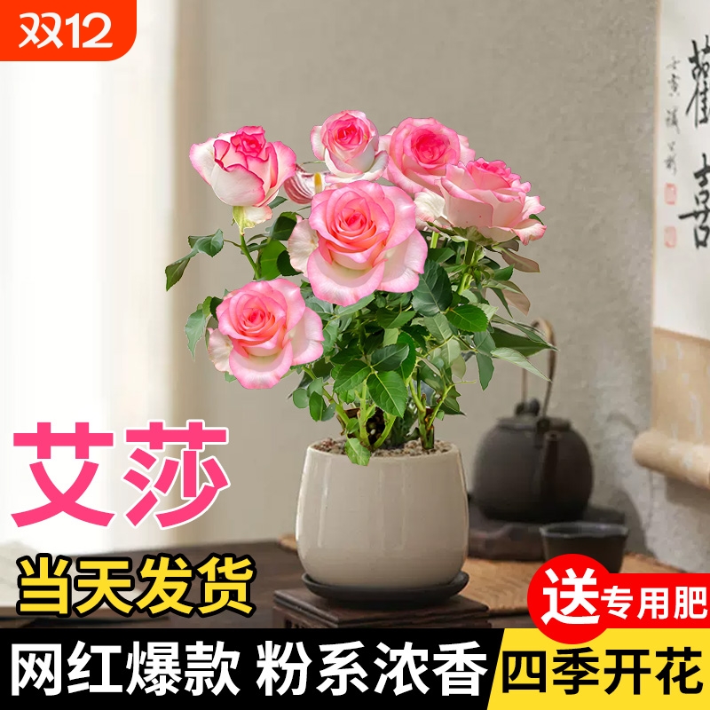 艾莎月季花苗盆栽玫瑰花灌木室内四季开特大花苗浓香老桩阳台庭院