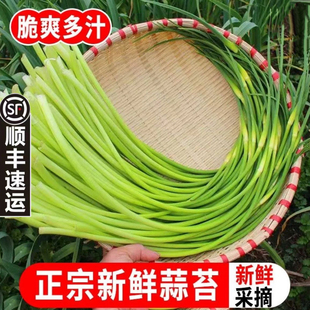 顺丰包邮当季新鲜农家蒜苔白帽蒜薹蒜苗蒜毫批发蒜毫新鲜蔬菜蒜苔