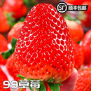 东北特产九九草莓爆浆多汁好吃可口产地直发顺丰到家水果浆果应季