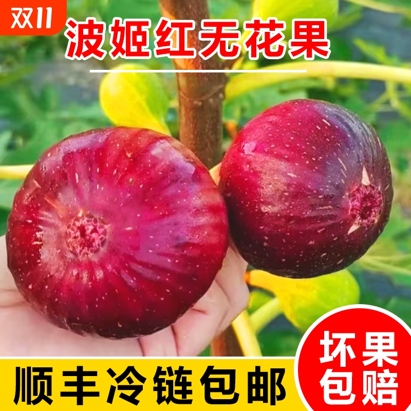 顺丰包邮新鲜无花果鲜果大果