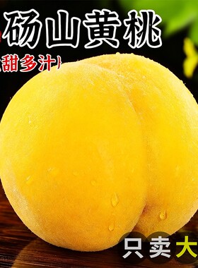 正宗砀山黄桃10斤新鲜水果毛桃子