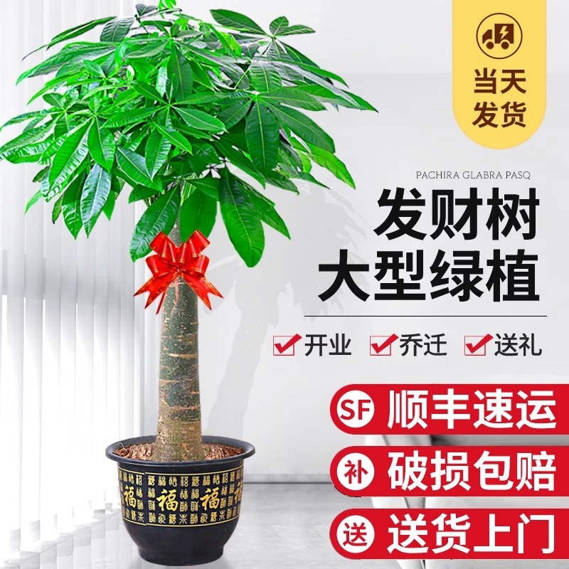 发财树盆栽室内大型步步高招财树大棵绿植物客厅办公室花卉盆景