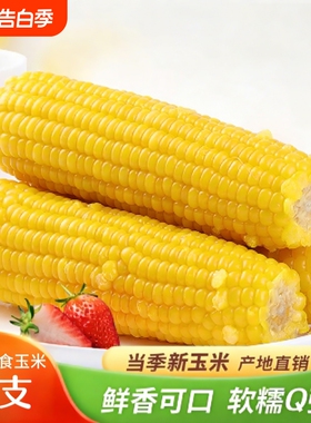 东北黄糯玉米大棒10支装无添加甜糯玉米棒黏玉米早餐苞米低脂粗粮