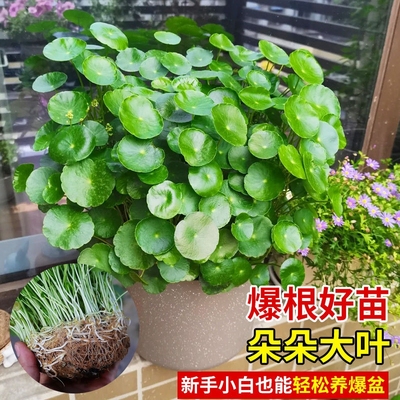 铜钱草水培植物客厅小绿植室内盆栽四季好养花卉水养大叶金钱草籽