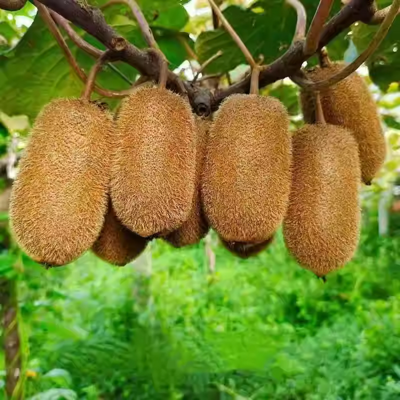 修文猕猴桃新鲜贵长弥猴桃礼盒装果园直发大果