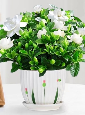 栀子花盆栽四季开花卉树苗带花苞浓香型大叶独杆枝枝花水培绿植物