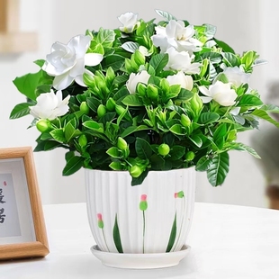 栀子花盆栽四季开花卉树苗带花苞浓香型大叶独杆枝枝花水培绿植物