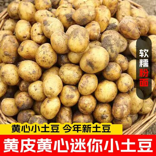现挖新鲜黄心小土豆迷你