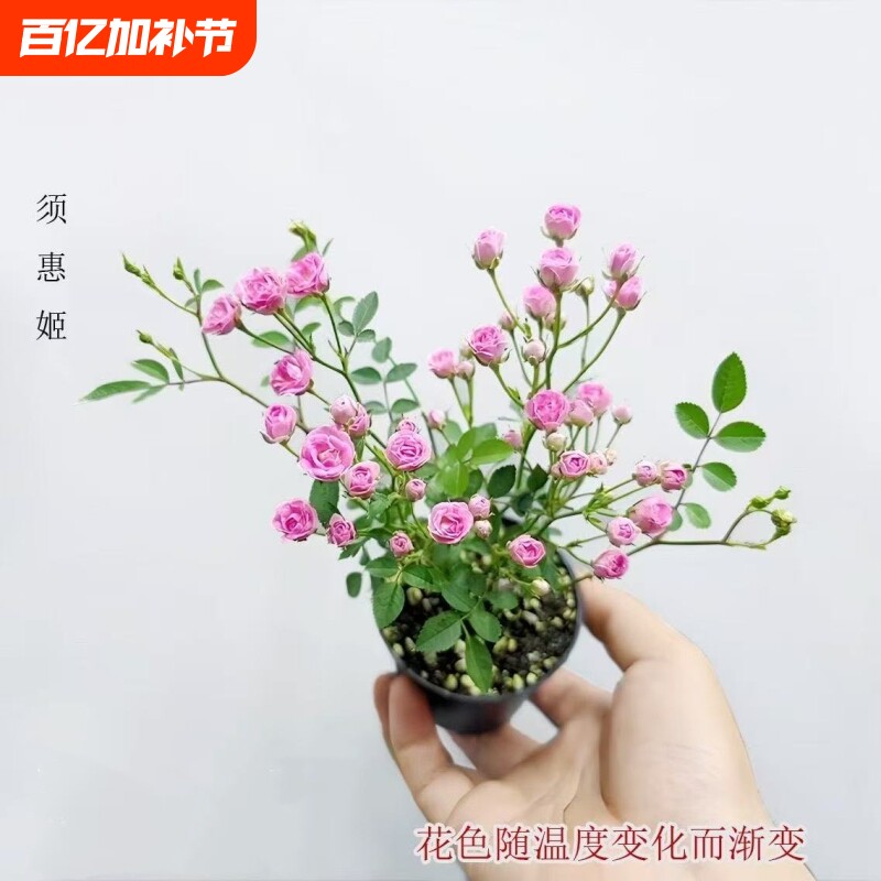 【开花机器】须惠姬带花苞超微月季好养花室内外绿植花卉小盆栽